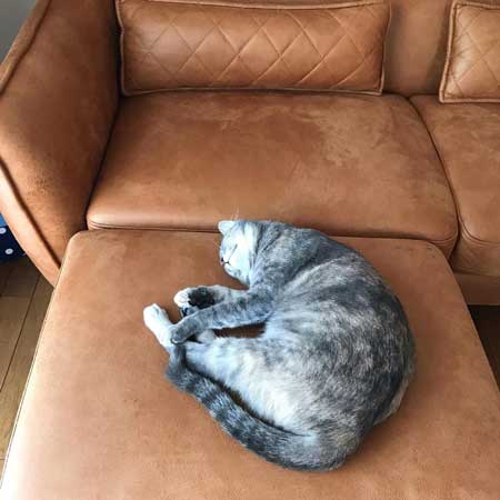 まばたきせずに水を飲む猫