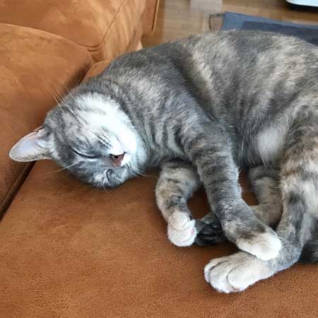 まばたきせずに水を飲む猫