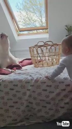 「Toddler Giggles and Howls Along With Dog - 1418122」