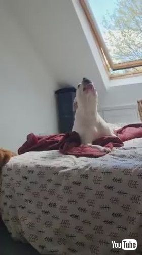 「Toddler Giggles and Howls Along With Dog - 1418122」
