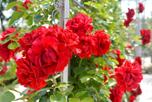 春のローズフェスタ2023