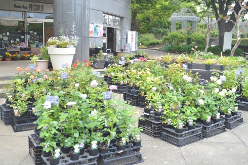 春のローズフェスタ2023