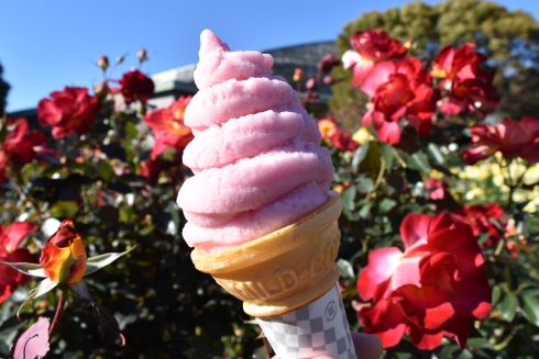 春のローズフェスタ2023