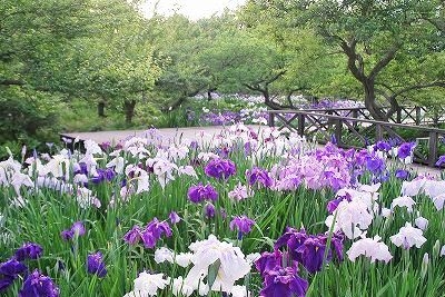 春のローズフェスタ2023