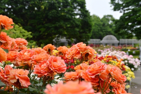 春のローズフェスタ2023