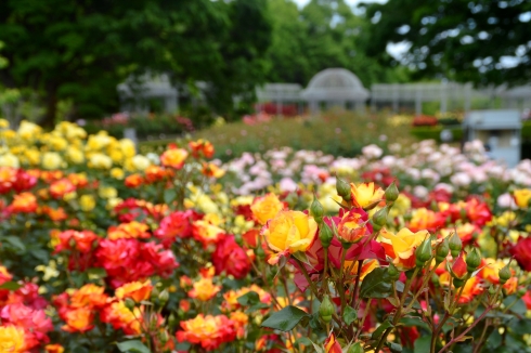 春のローズフェスタ2023