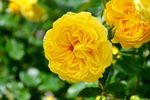 春のローズフェスタ2023