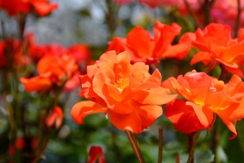 春のローズフェスタ2023