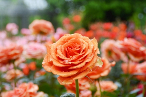 春のローズフェスタ2023