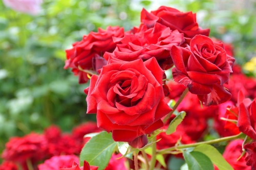 春のローズフェスタ2023