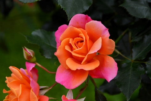 春のローズフェスタ2023