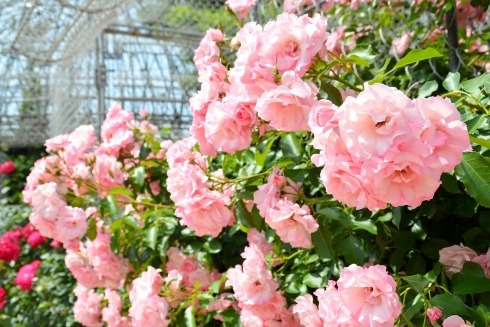 春のローズフェスタ2023