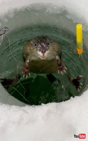 釣り穴から現れるマスクラット