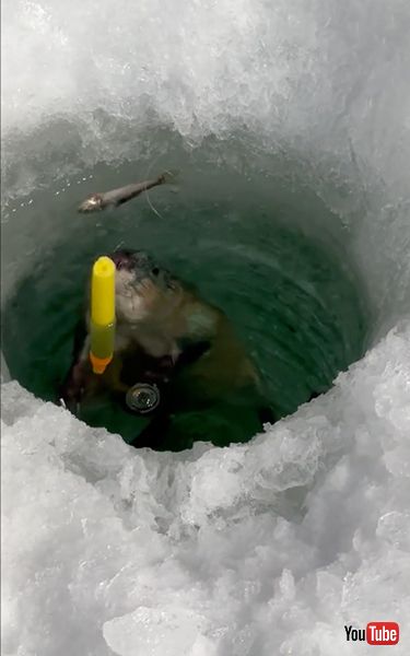 釣り穴から現れるマスクラット