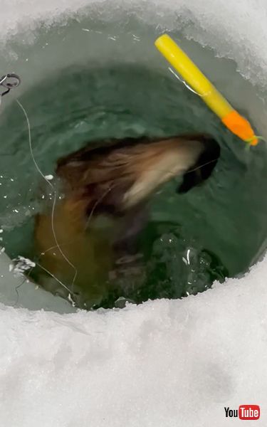 釣り穴から現れるマスクラット