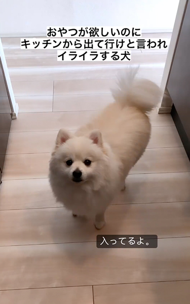 おやつが欲しくてイライラするポメラニアン