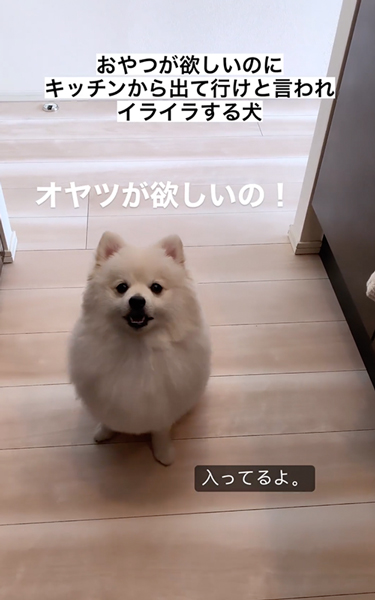 おやつが欲しくてイライラするポメラニアン