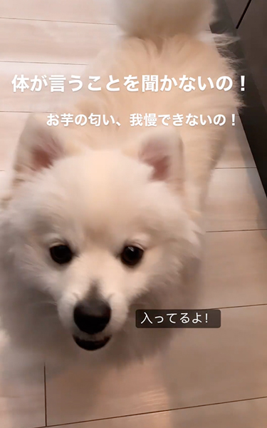 おやつが欲しくてイライラするポメラニアン