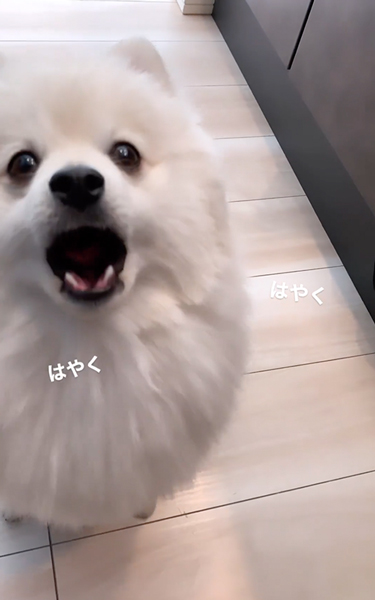 飼い主「キッチンから出て」犬「クソがっ!!（怒）」 注意され
