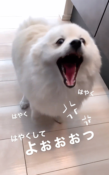 おやつが欲しくてイライラするポメラニアン