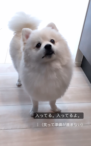 おやつが欲しくてイライラするポメラニアン