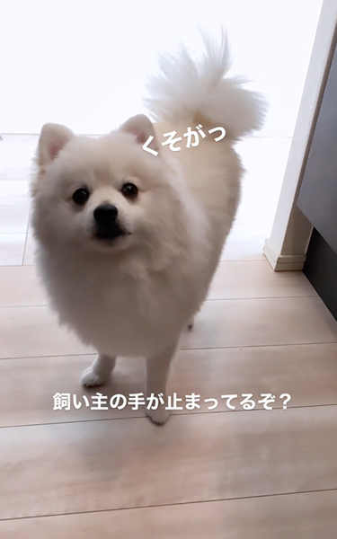 おやつが欲しくてイライラするポメラニアン