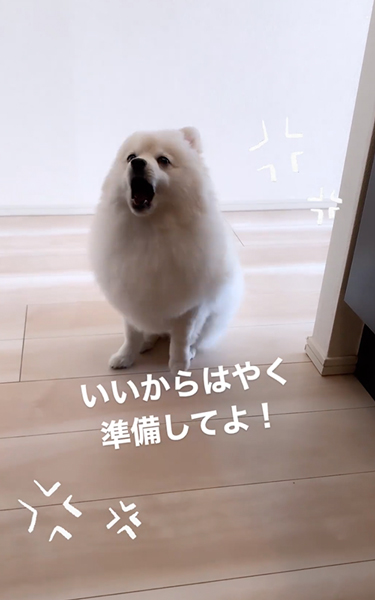おやつが欲しくてイライラするポメラニアン
