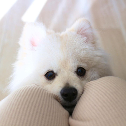 かわいいおねだり