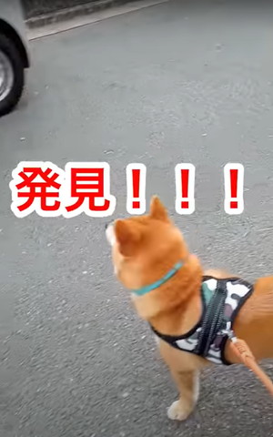 柴犬と佐川