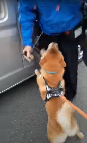 立ってる配達員さんと2足立ちワンコ