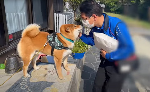 家の前で見つめ合うワンコと佐川さん