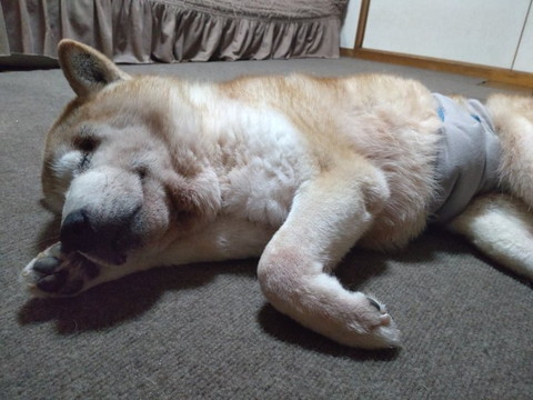 前足を枕にするワンコ