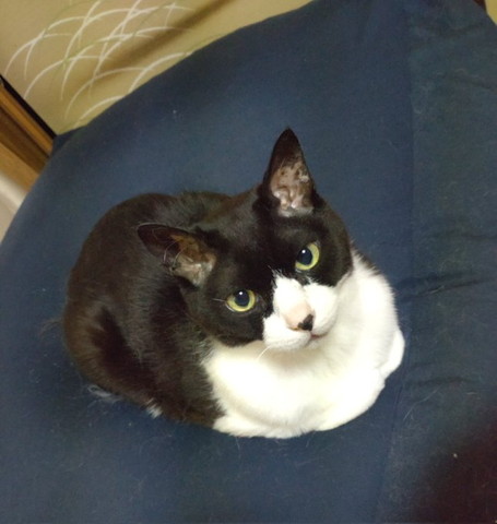 白黒猫