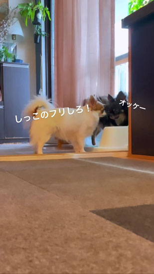 オシッコのフリする2匹