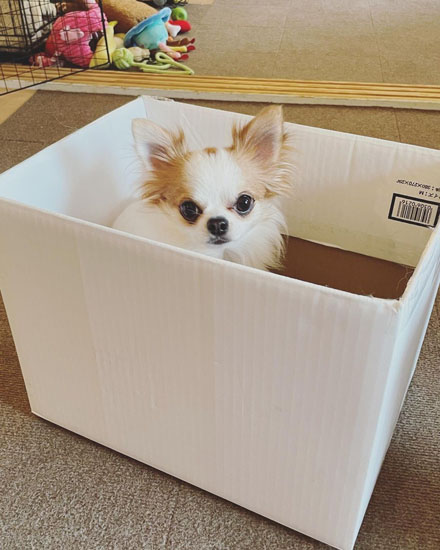 箱に入るわさびくん