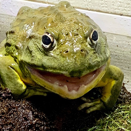 アフリカウシガエル