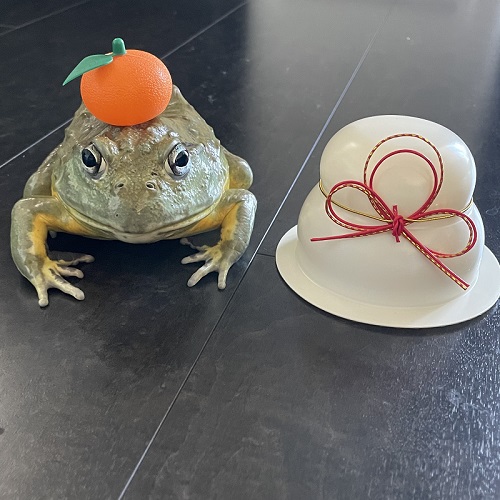 鏡餅のようなアフリカウシガエル