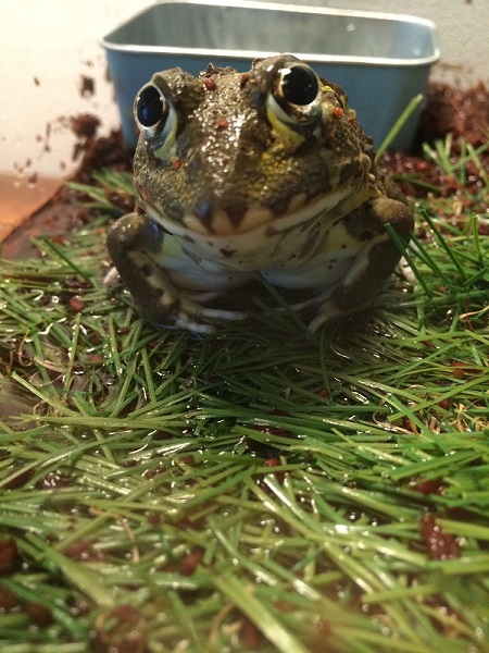 座っているアフリカウシガエル