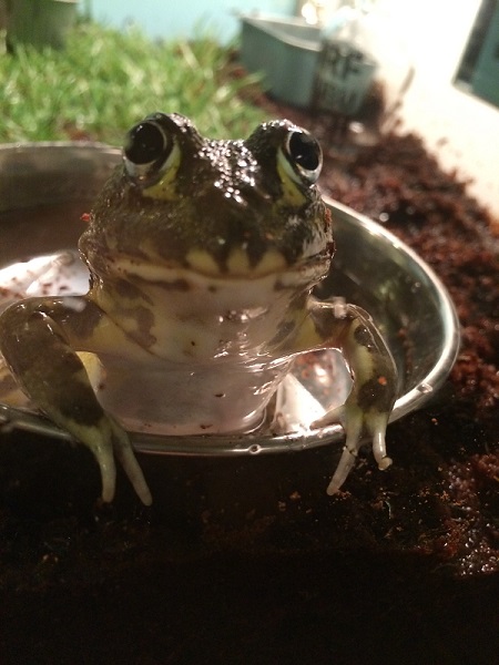 目が大きなアフリカウシガエル