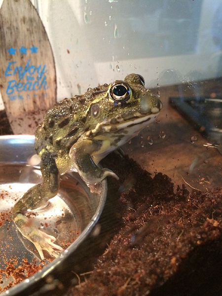 きれいなアフリカウシガエル