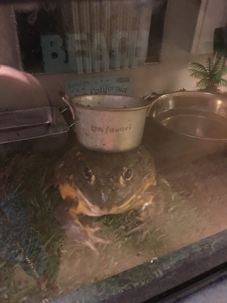 入れ物を載せるアフリカウシガエル