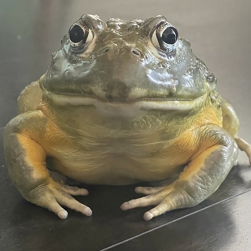 カメラ目線のアフリカウシガエル