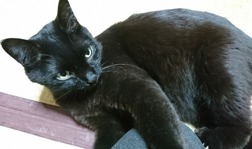 おねだりする猫