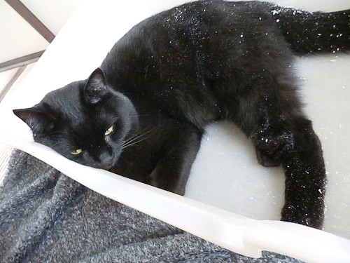 トイレが好きな猫