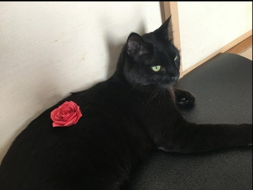 子どもと遊ぶ猫