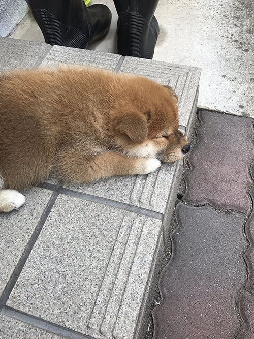 お迎え直後の寝顔