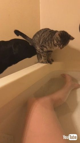 のぞきこむ子猫