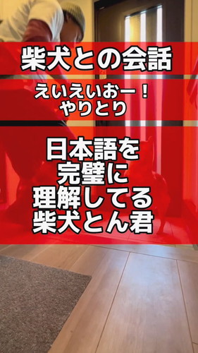 日本語を理解しているとんくん