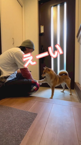 日本語を理解しているとんくん