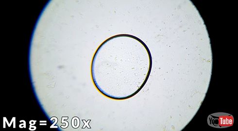 リンゴ タイムラプス 生態系